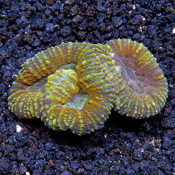 Brain Coral, Lobophyllia Brain Coral, Lobophyllia